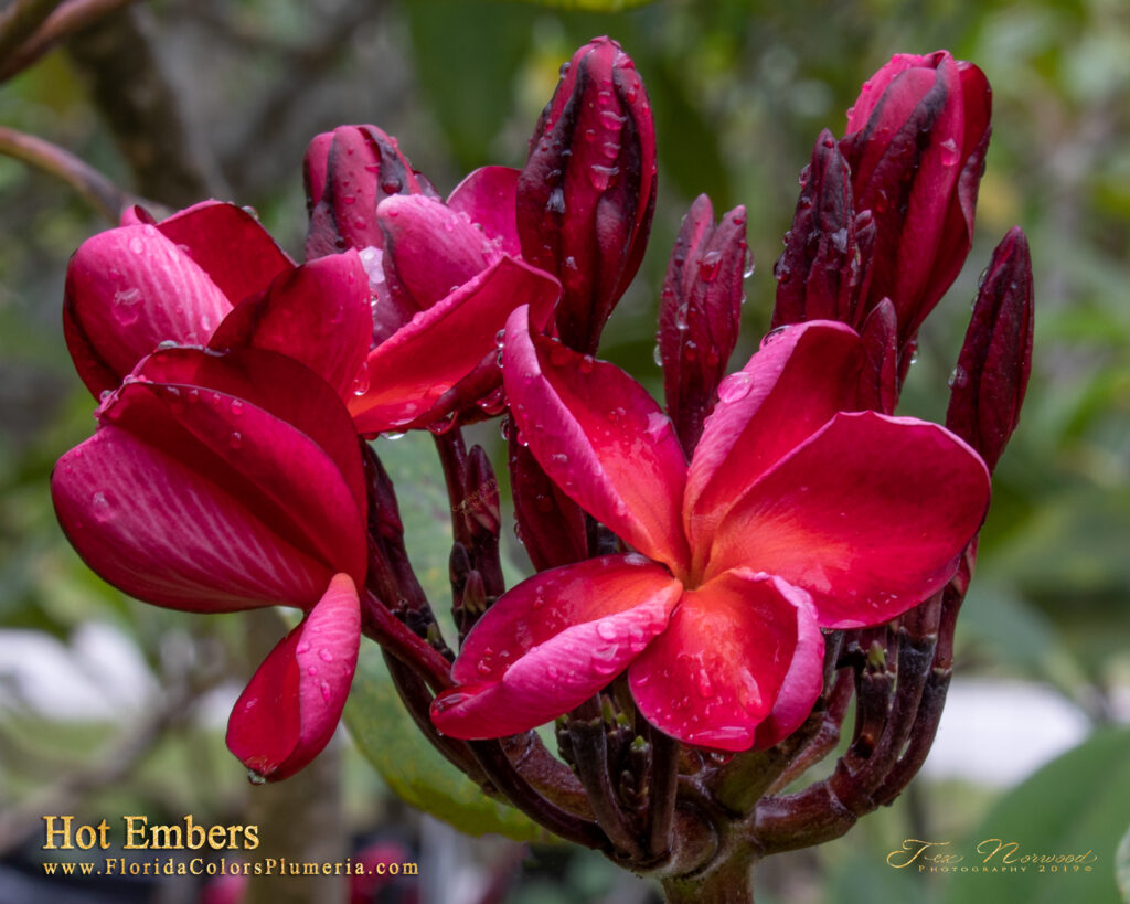 Hot Embers plumeria photo