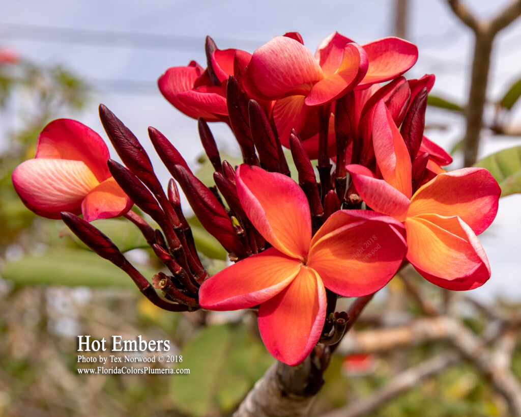 Hot Embers plumeria photo