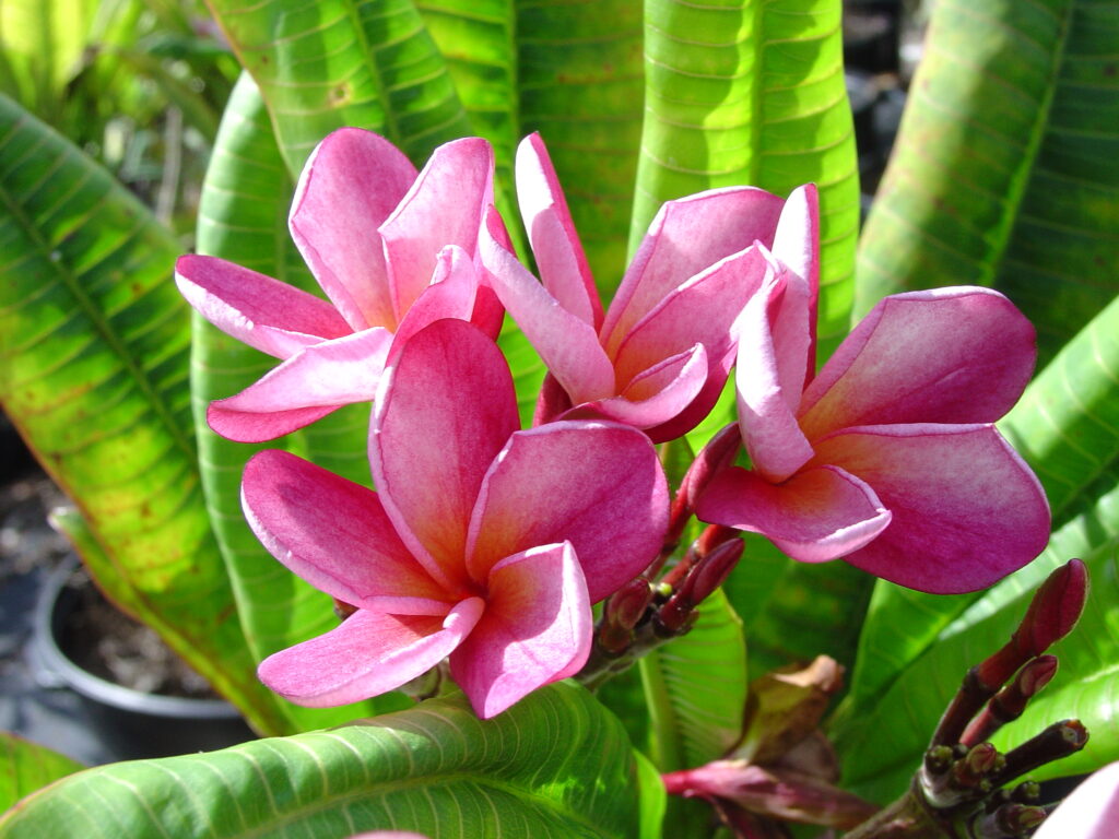 Hydrangea plumeria photo