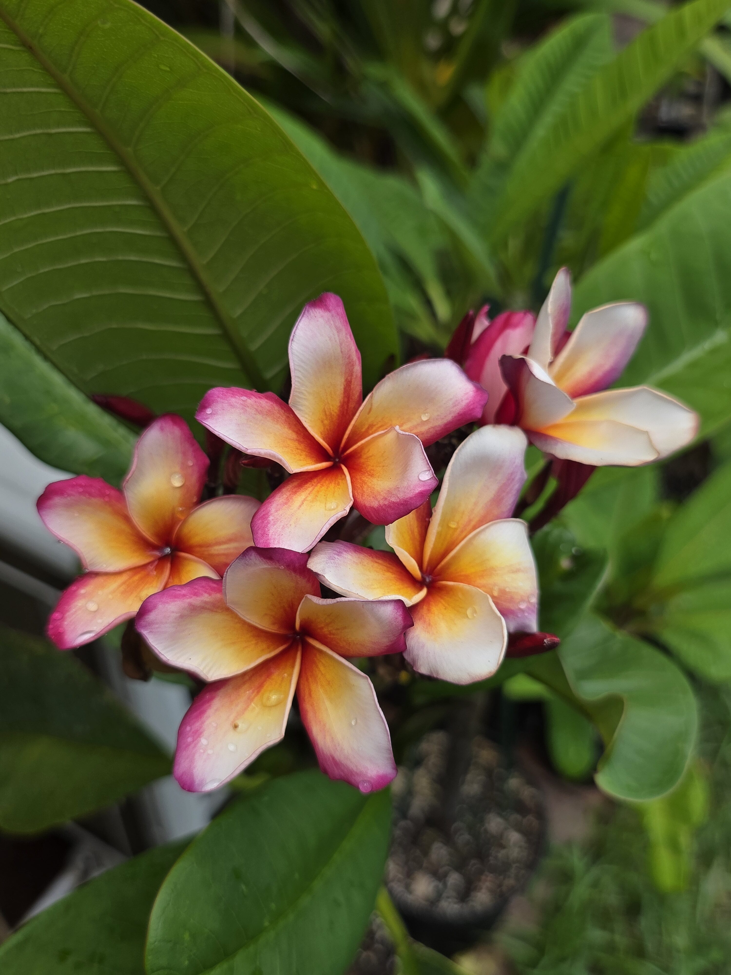 Father Damien plumeria photo