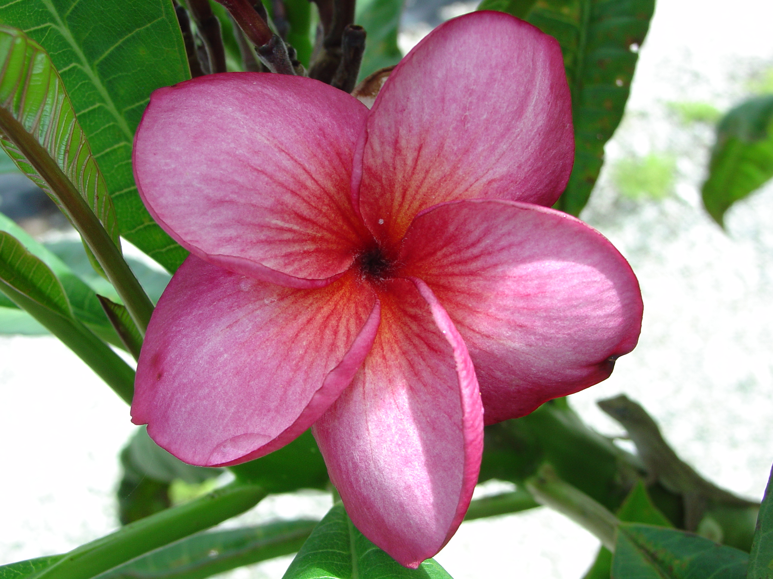 Irma Hybrid # 5 plumeria photo