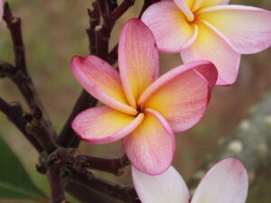 Ivy&rsquo;s Bloom plumeria