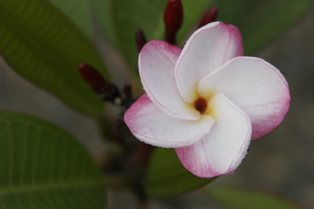 J.L. Pink Pansy plumeria photo