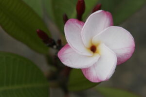 J.L. Pink Pansy cultivar reference photo