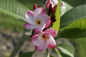 J.L. Pink Pansy cultivar reference photo