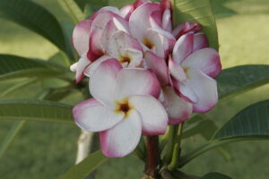 J.L. Pink Pansy cultivar reference photo