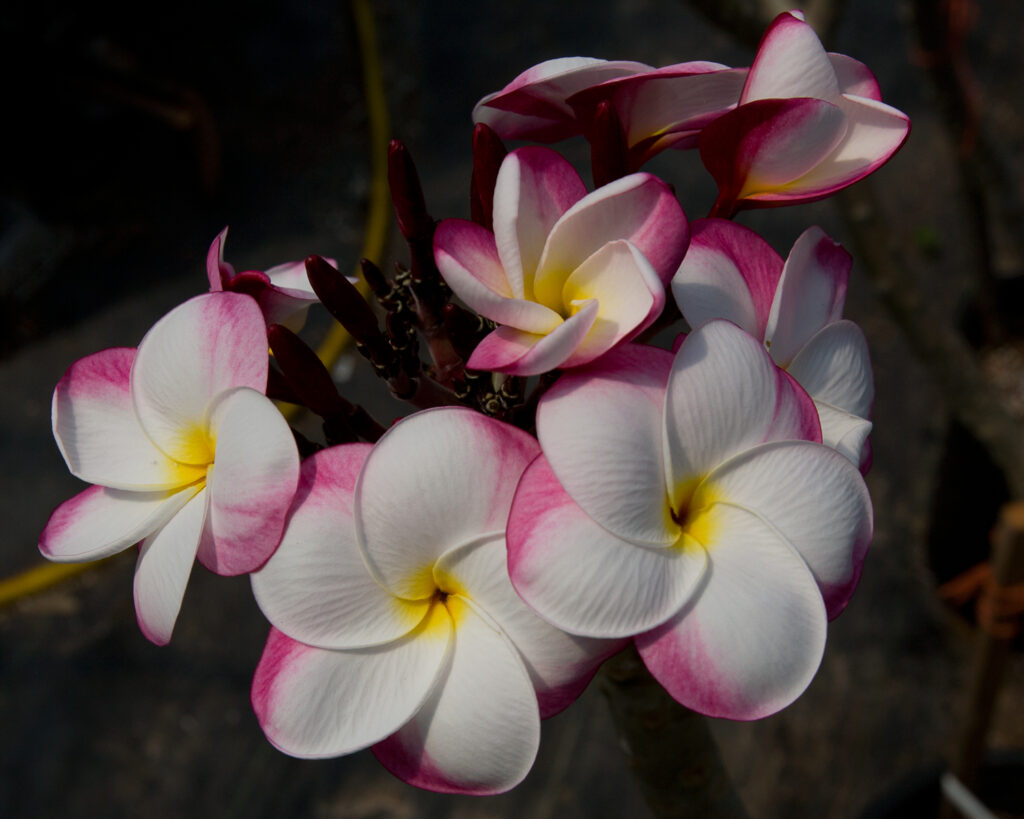 J.L. Pink Pansy plumeria photo