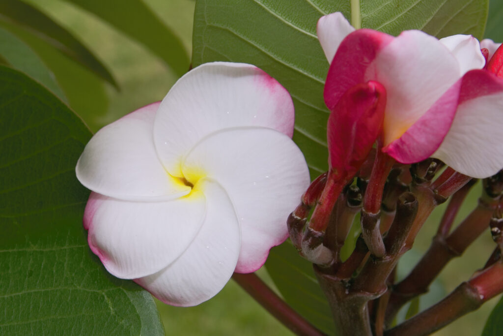 J.L. Pink Pansy plumeria photo