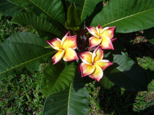Jackie plumeria flower