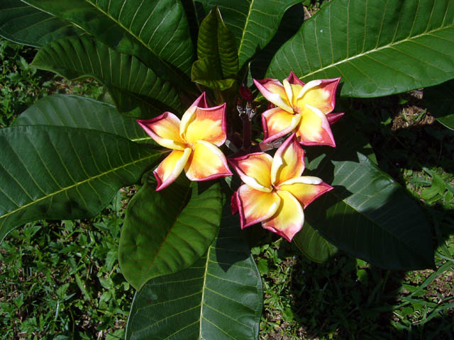 Jackie plumeria photo