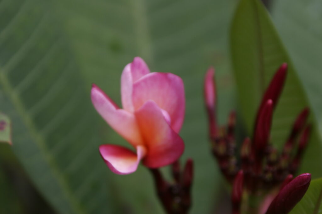 Kimoson plumeria photo
