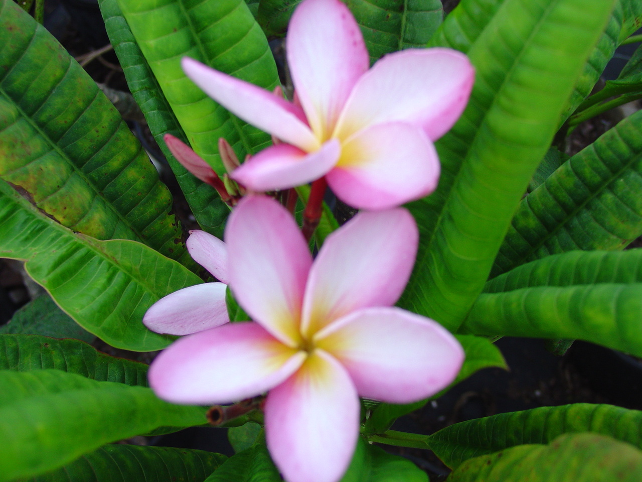 Lady Godiva plumeria photo