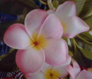 Lake's Pink plumeria flower