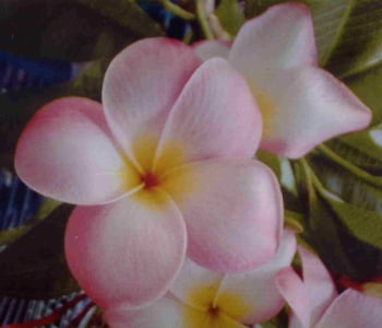 Lake's Pink plumeria flower