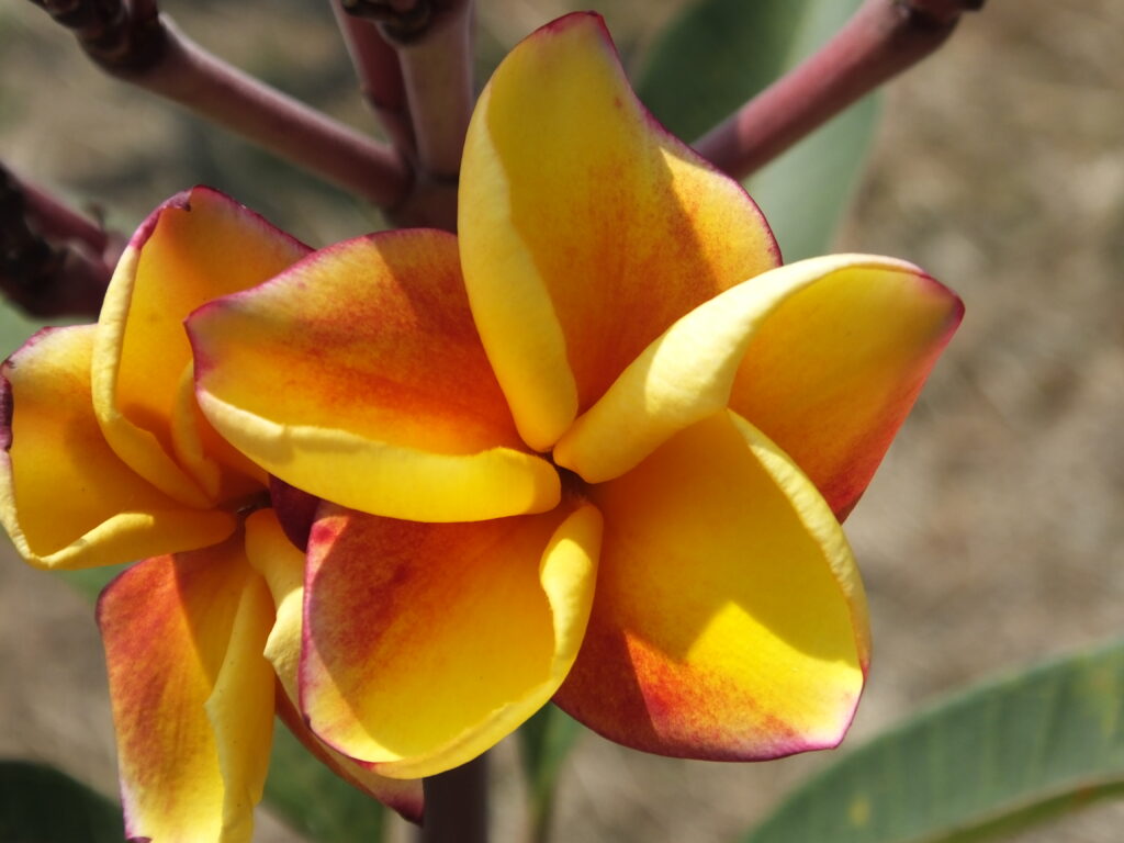 Latica Rose plumeria photo
