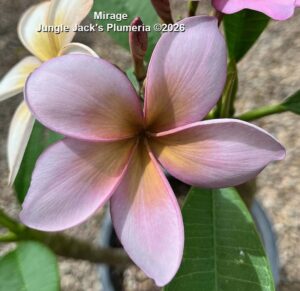 Mirage plumeria