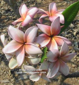 Mirage plumeria flower - Jungle Jack source photo