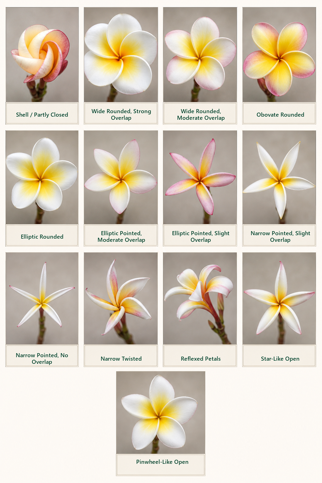 Labeled plumeria flower parts and forms