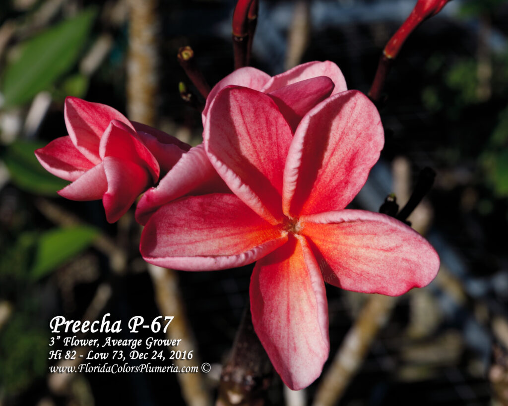 Preecha 67 plumeria photo