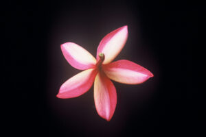 Angus Gold plumeria