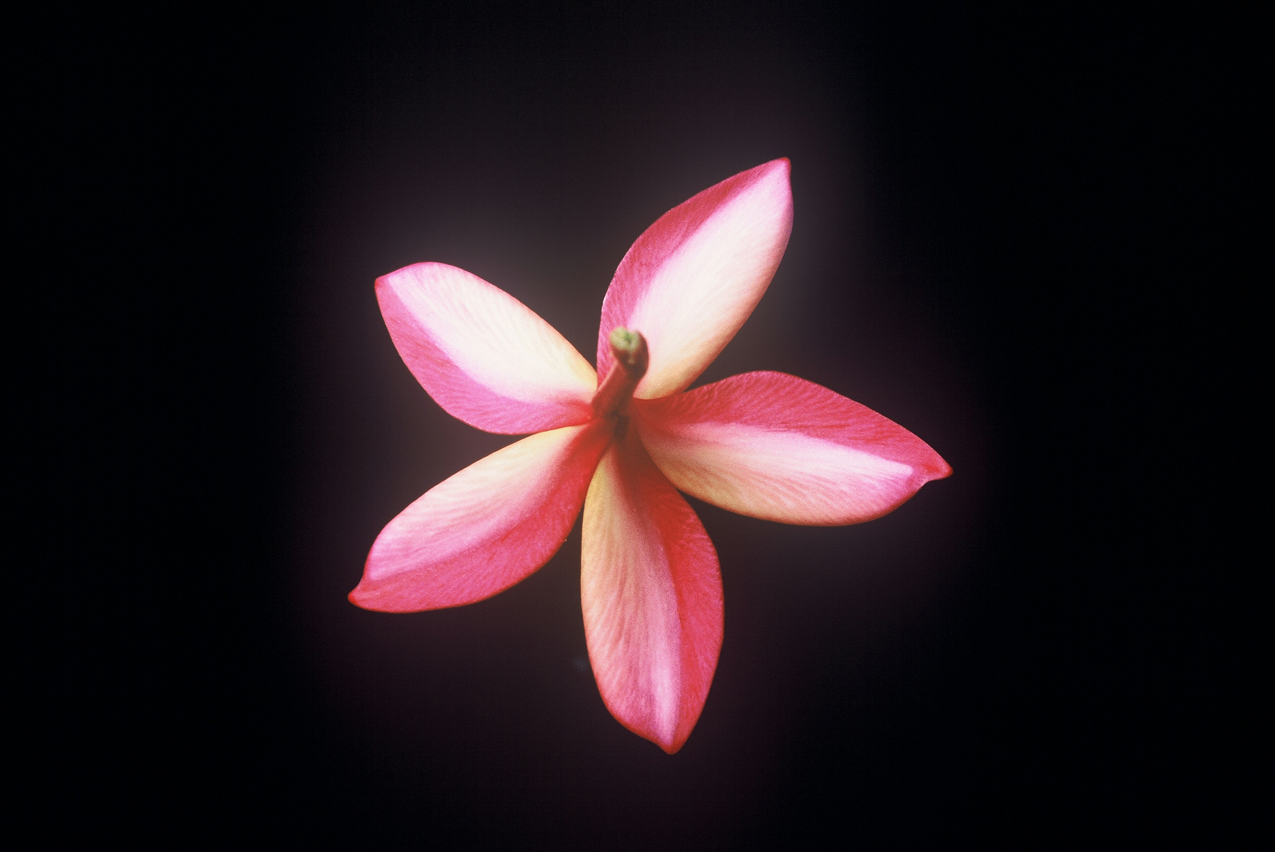 Angus Gold plumeria photo