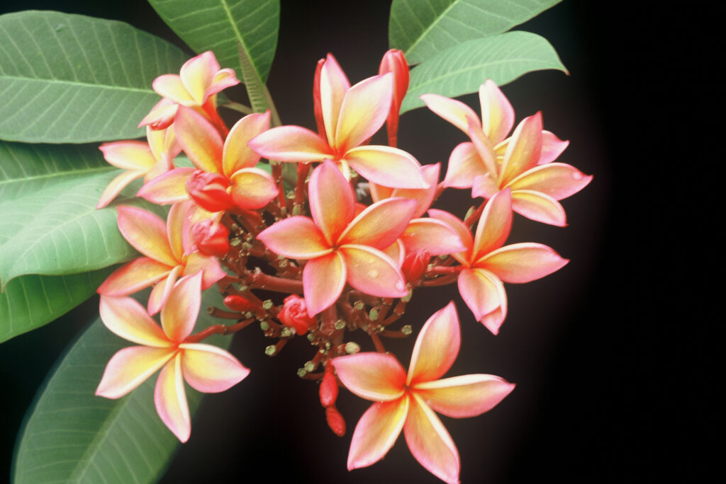 Angus Gold plumeria photo