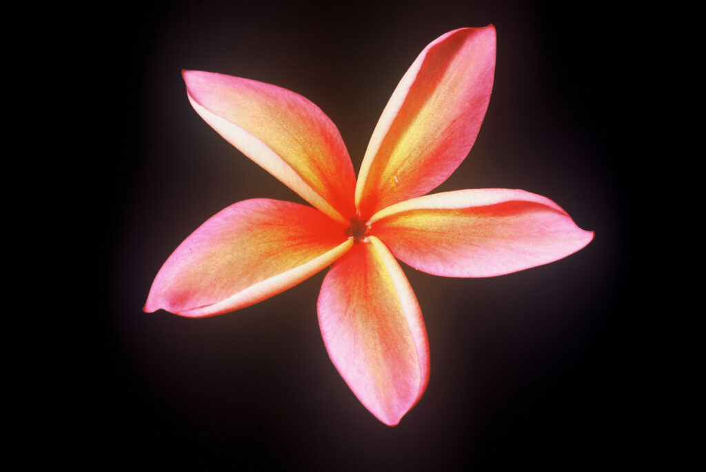 Angus Gold plumeria photo