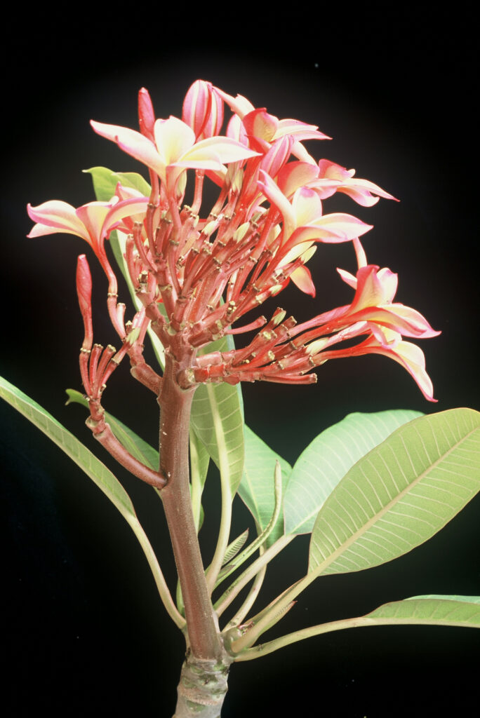 Angus Gold plumeria photo
