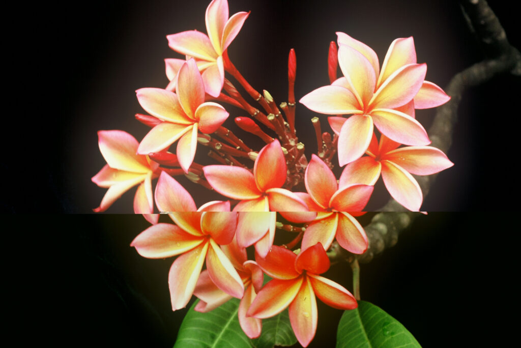 Angus Gold plumeria photo