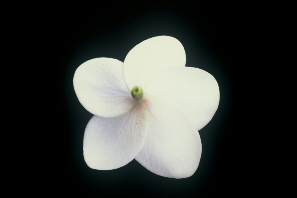 King Kalakaua plumeria photo