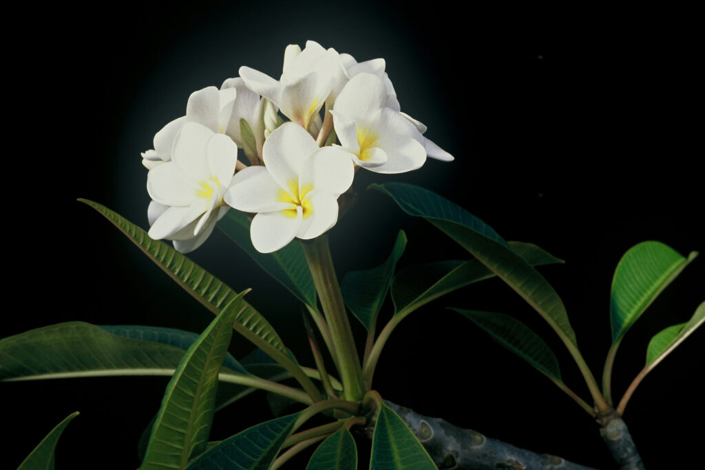 King Kalakaua plumeria photo
