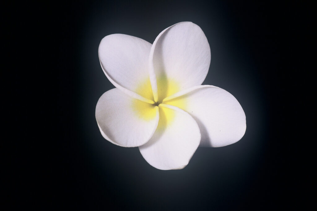King Kalakaua plumeria photo