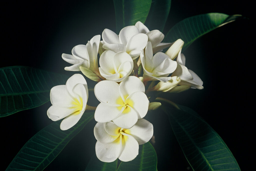King Kalakaua plumeria photo