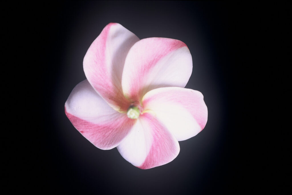 Elena plumeria photo