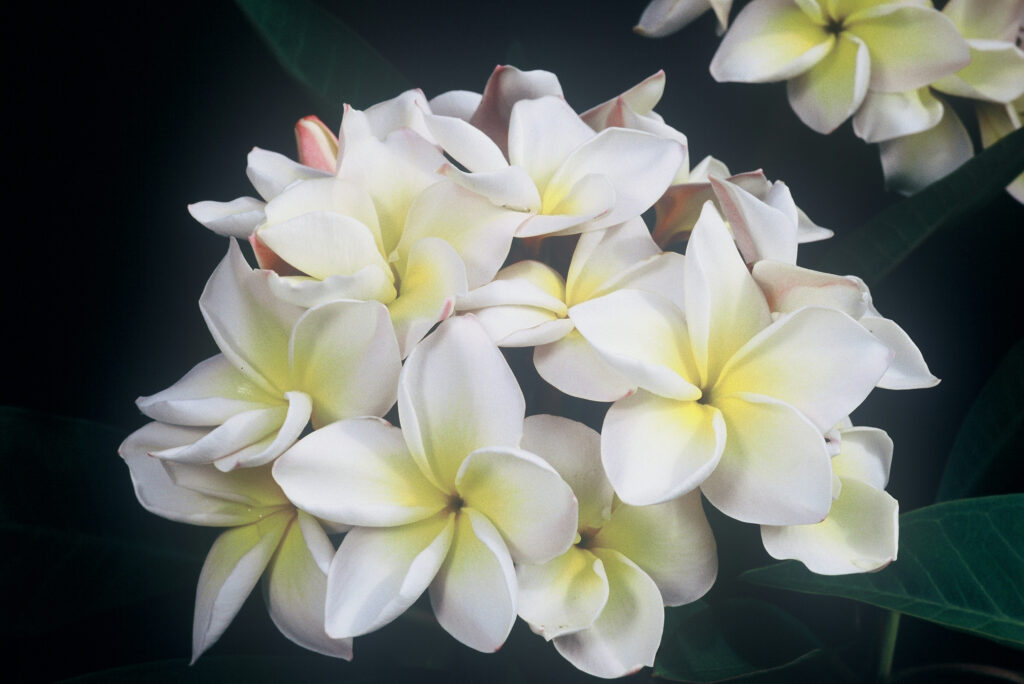 Elena plumeria photo