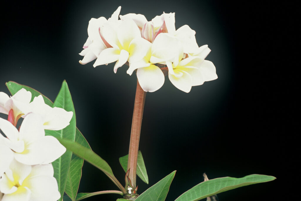 Elena plumeria photo