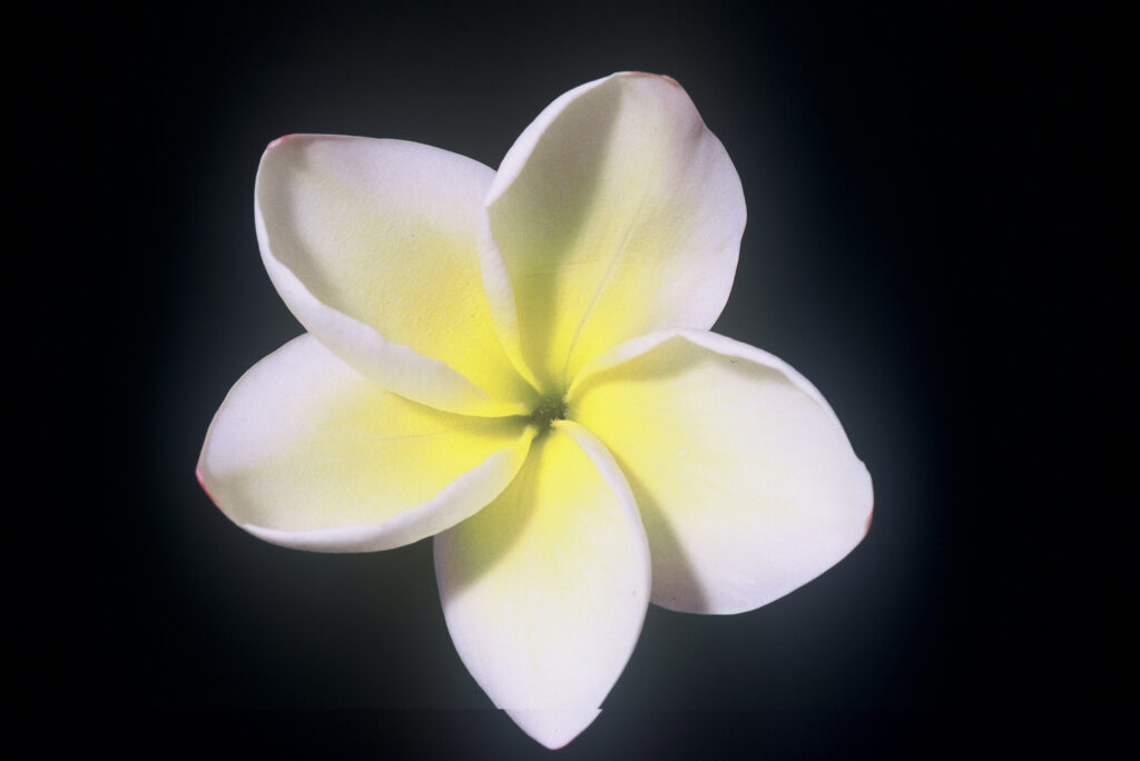 Elena plumeria photo