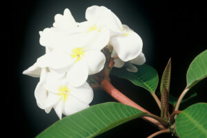 Samoan Fluff plumeria