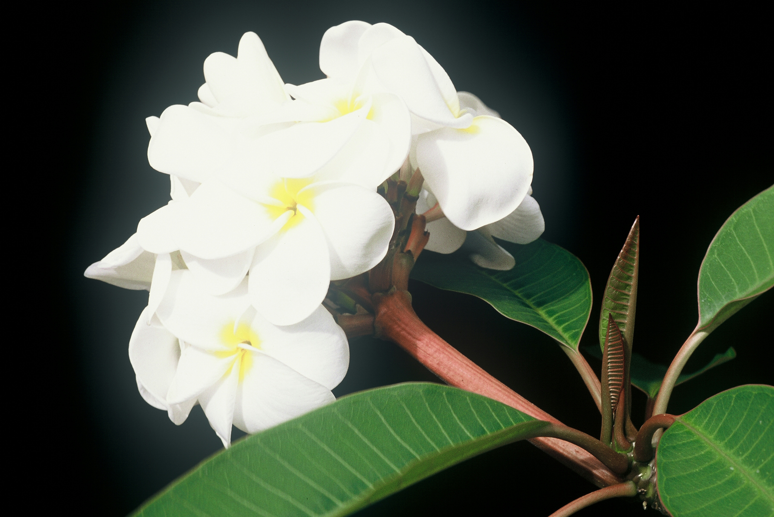 Samoan Fluff plumeria photo