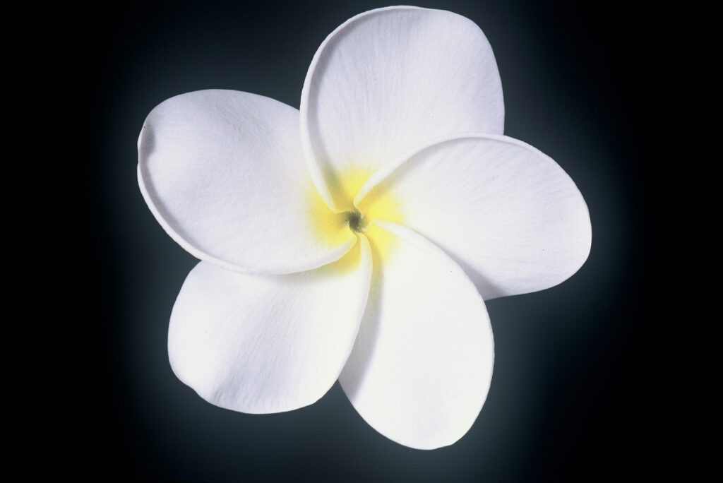 Samoan Fluff plumeria photo