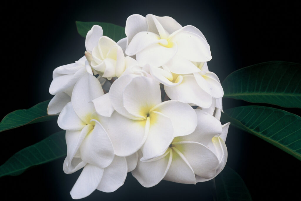 Samoan Fluff plumeria photo