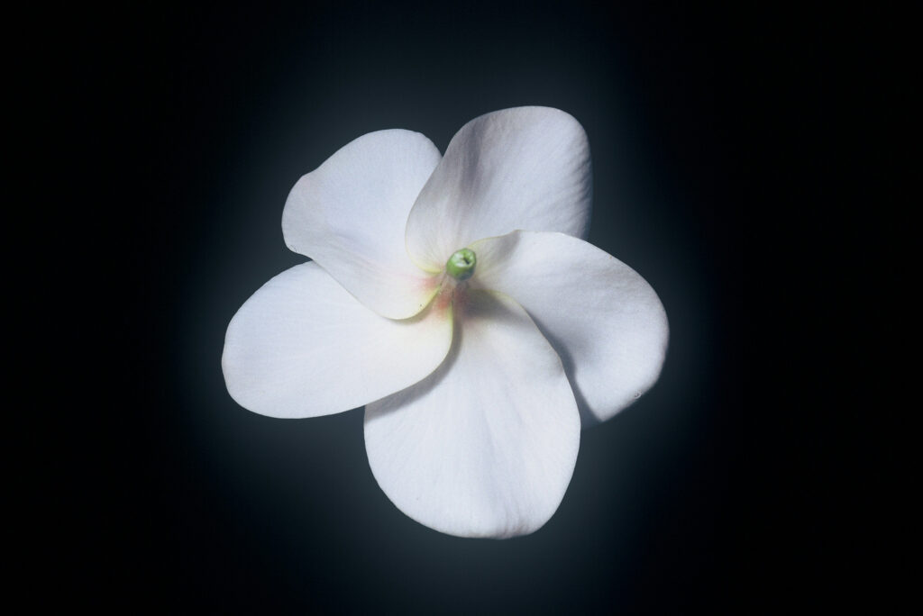 Samoan Fluff plumeria photo