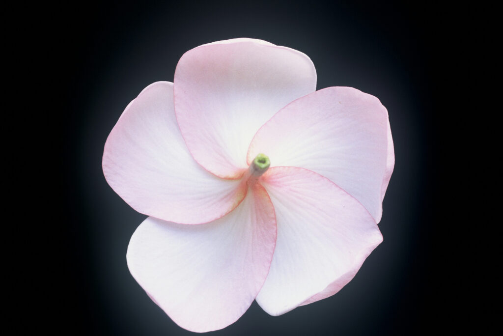 Daisy Wilcox plumeria photo