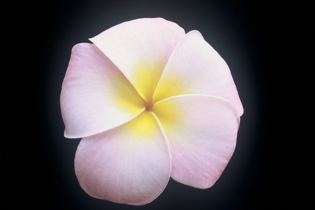 Daisy Wilcox plumeria photo