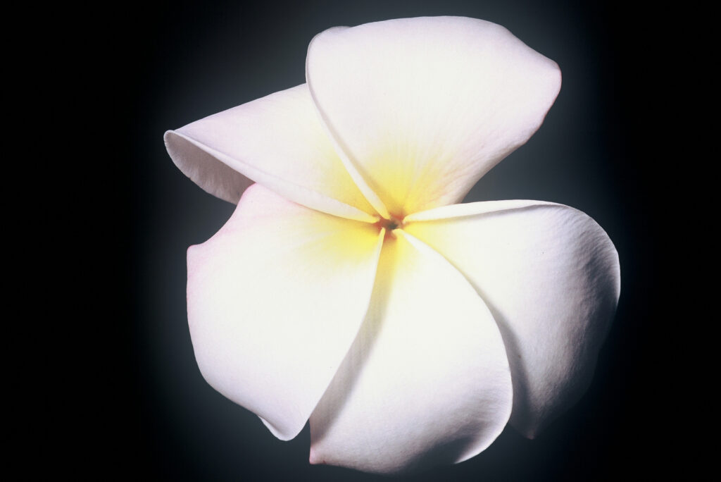 Daisy Wilcox plumeria photo