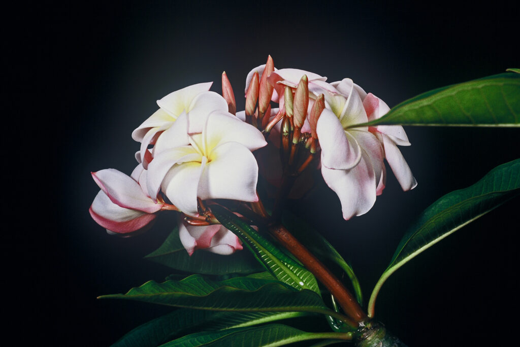 Daisy Wilcox plumeria photo