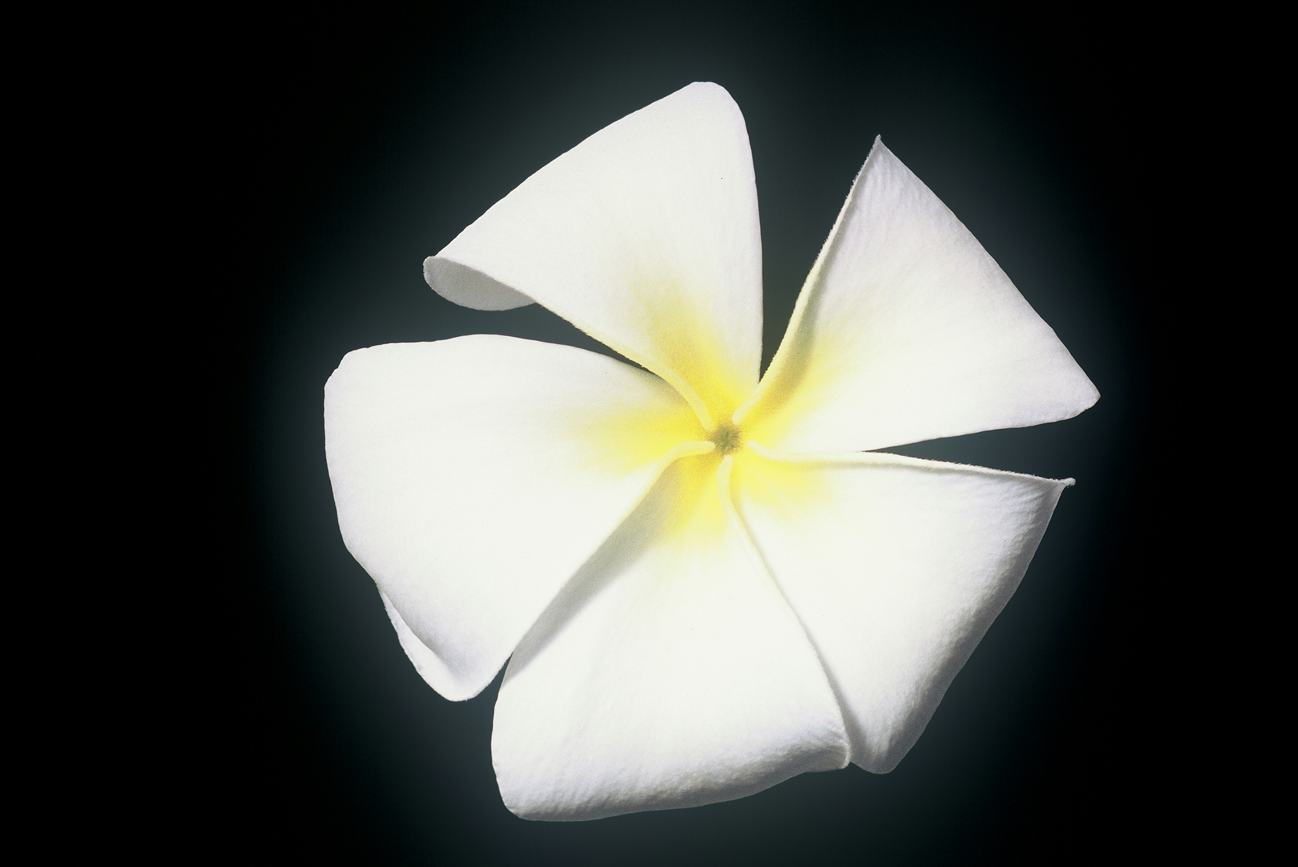 Evergreen Singapore White plumeria photo
