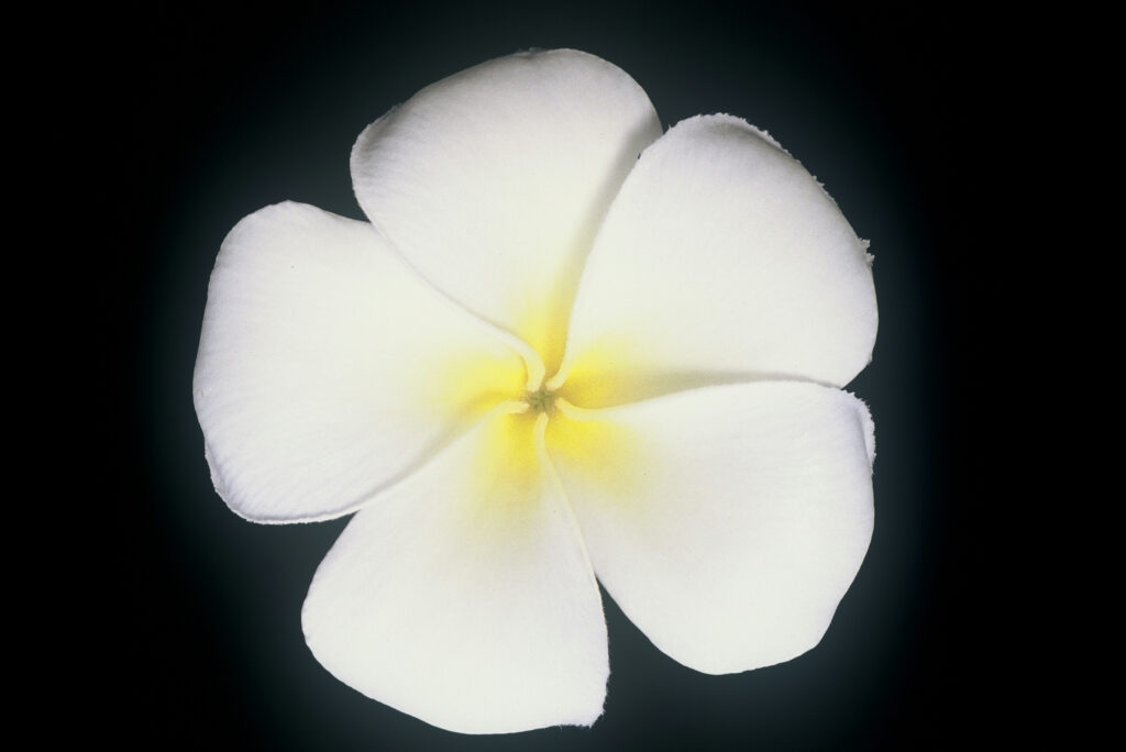 Singapore plumeria photo