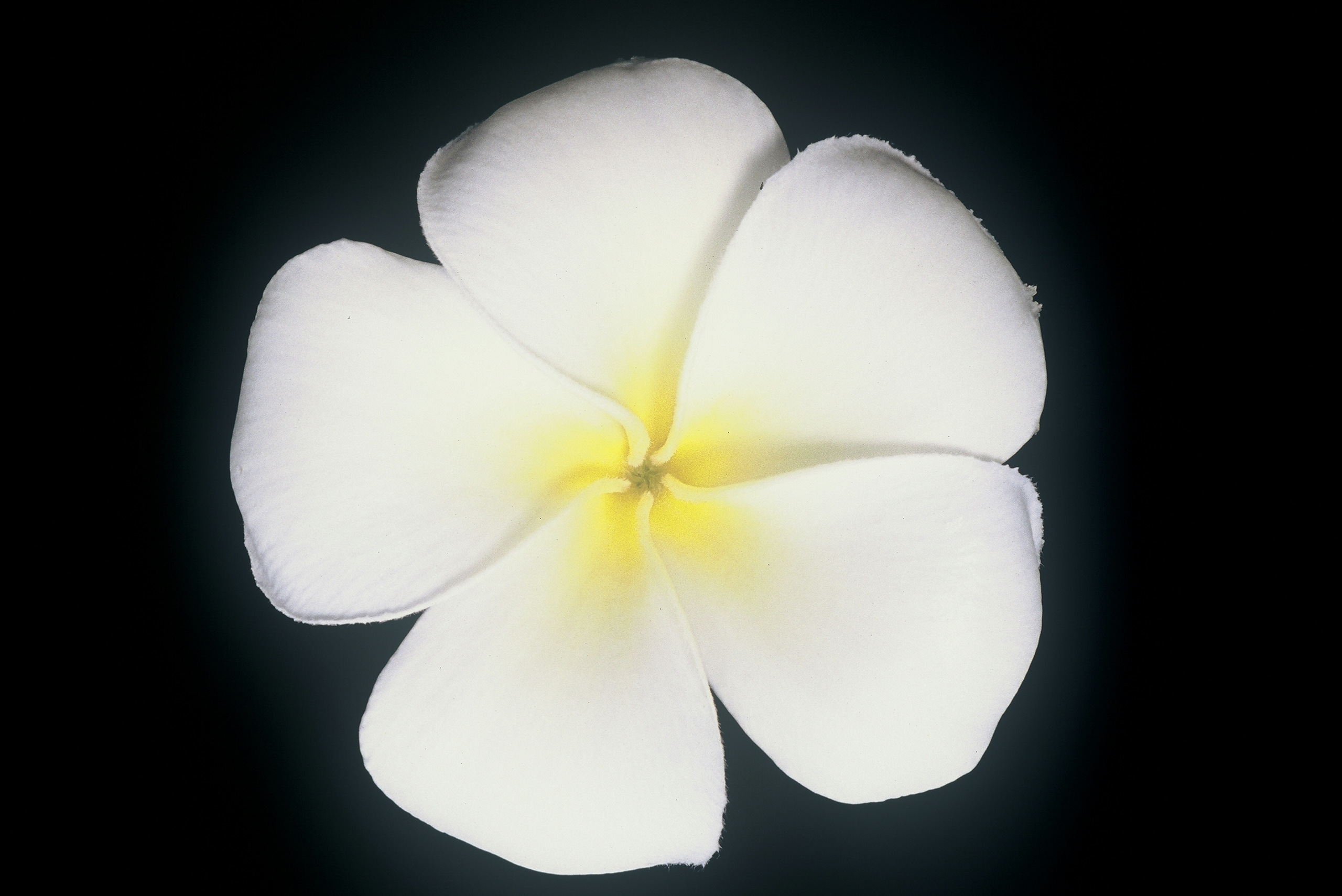 Evergreen Singapore White plumeria photo