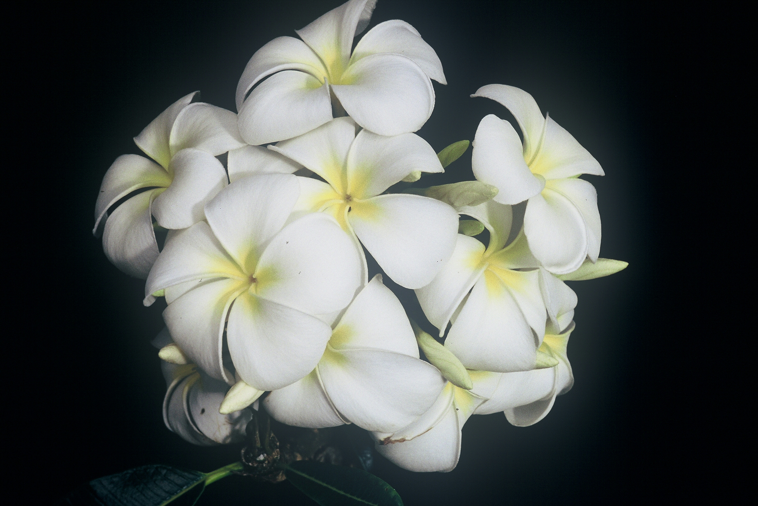 Evergreen Singapore White plumeria photo